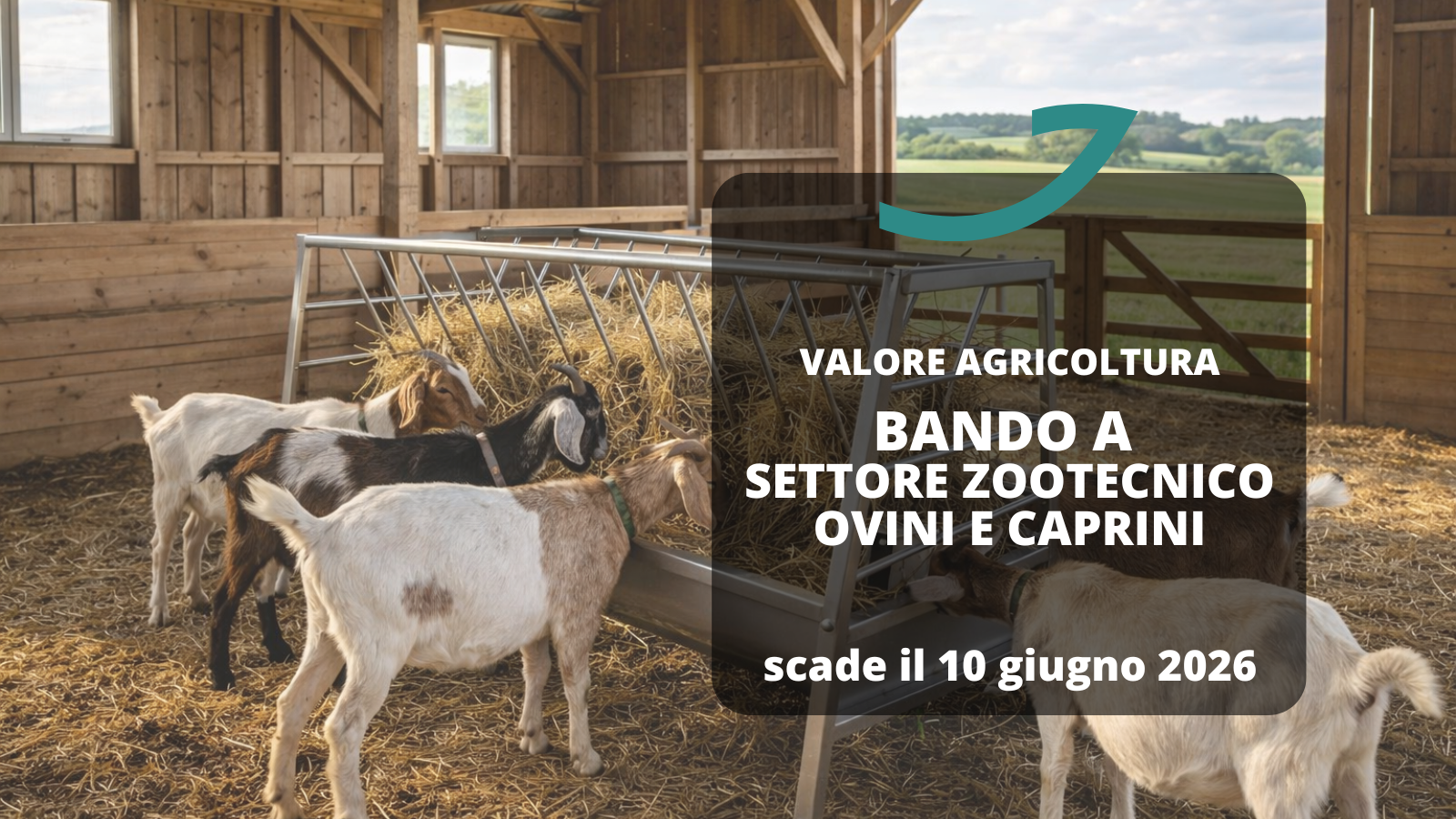 valore agricoltura bando c settore zootecnico ovini e caprini